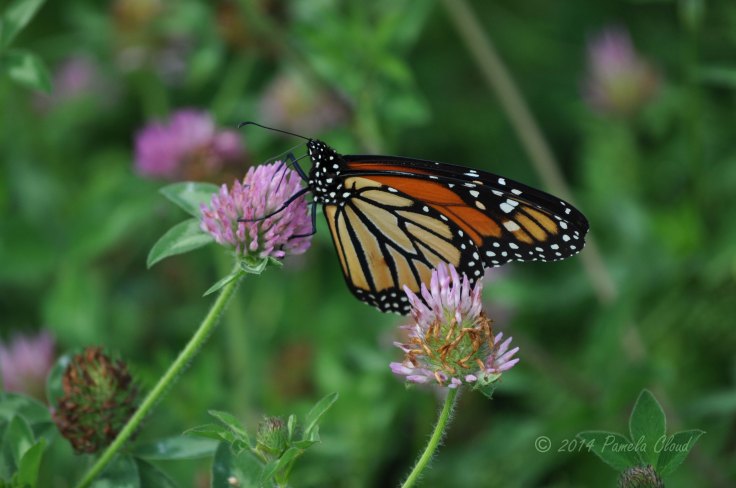 Monarch Butterfly Stroud Preserve